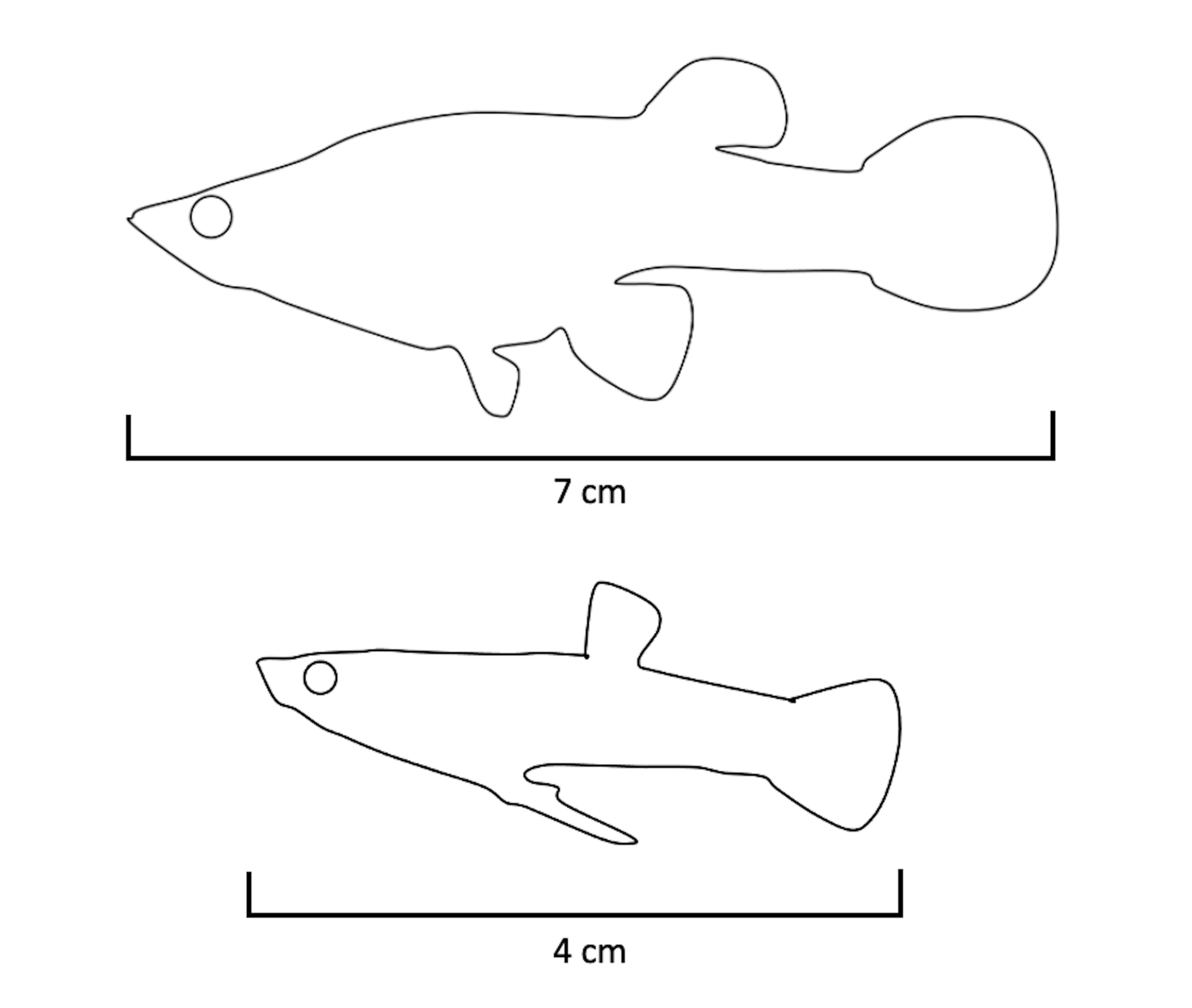 Simplot Fish New Publication Alert! - Paleoecology, Evolution & Climate Lab