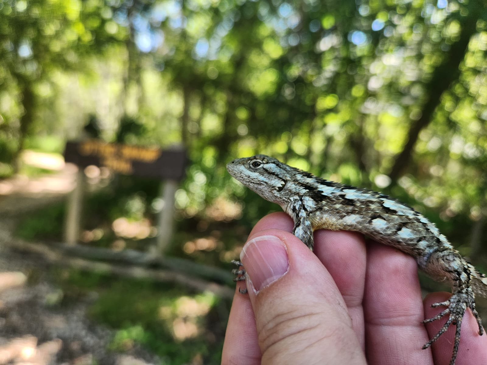 Spiny Lizard Fieldwork